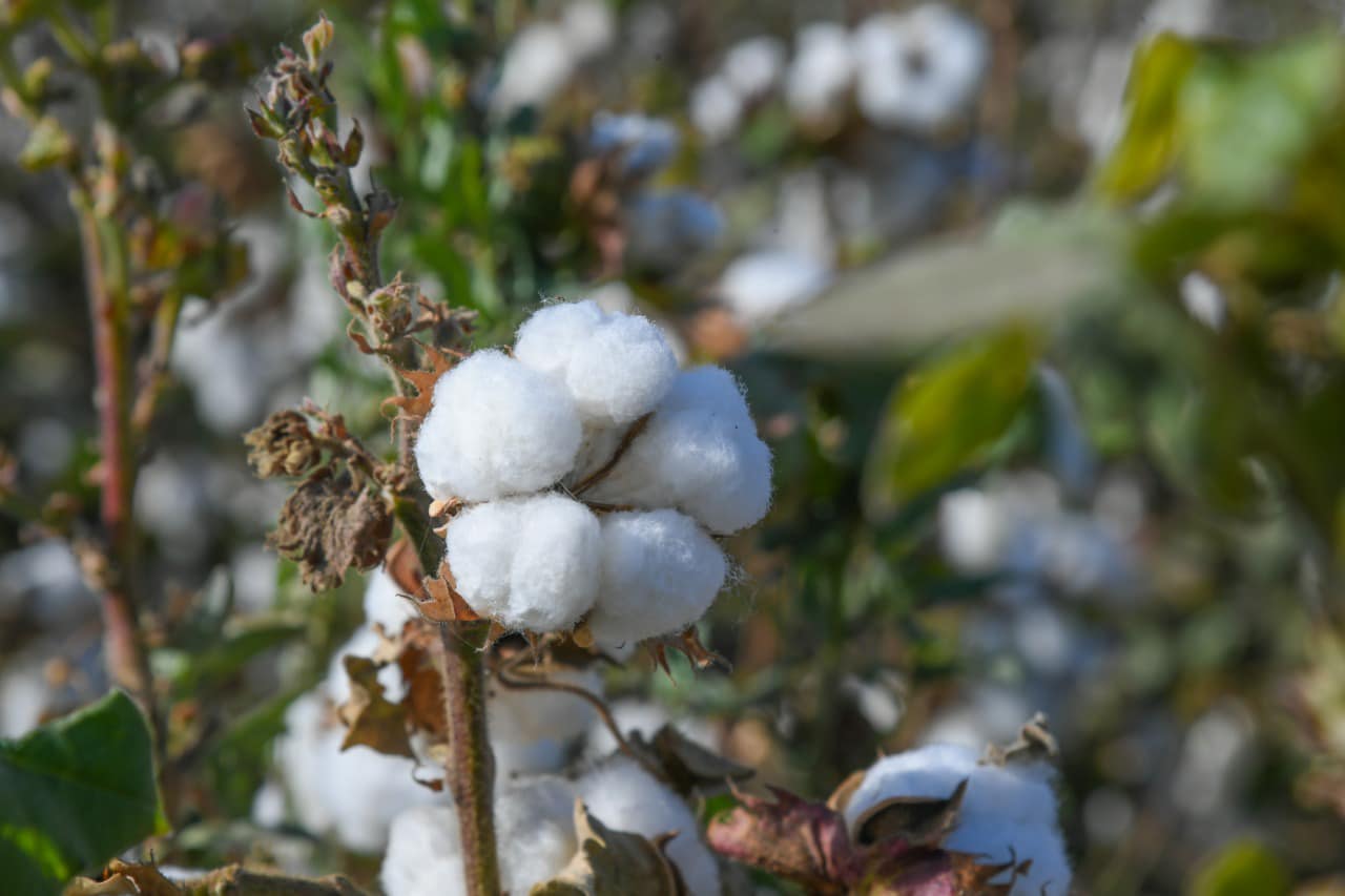 Туркестан: 1 тонна хлопка - 374 тысяч тенге - Degen Eken!