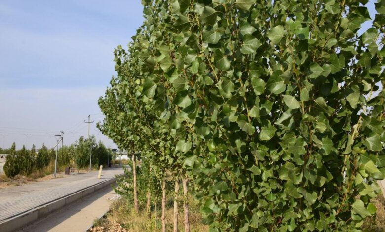 Олар оны терең отырғызды